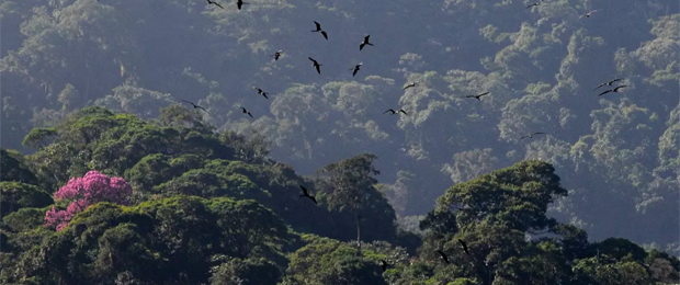 Eines der Projekte, die HP in Zusammenarbeit mit dem WWF unterstützt, ist der Schutz des atlantischen Regenwaldes im Serra do Mar Nationalpark in Brasilien. (Bild: WWF Brazil/Adriano Gambarini)